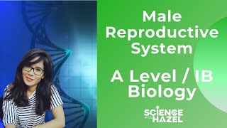 Male Reproductive System | A Level and IB Biology