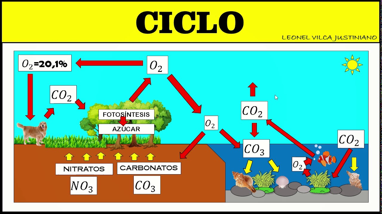 CICLO DEL OXÍGENO