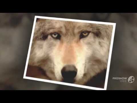 Khusugtun Buugiin Duu Batzorig Vaanchig