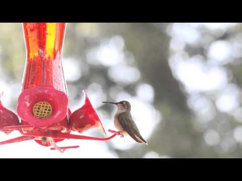 Hummingbird, Wasp and Ant
