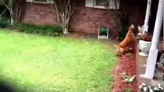 Molly's Summer Winter Bye Bye, feat. John Hartford