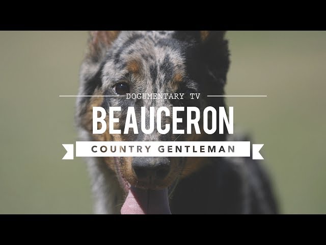 Video Pronunciation of Beauceron in English