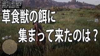 レッドデッドオンライン：草食獣のエサに集まってきたのは　RDO RDR2 Red Dead Redemption 2