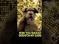 #parody #dog #rundmc #puppet #cat #underdogs