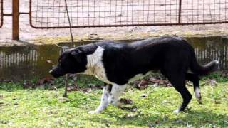 Taxi - Cainele Comunitar + Versuri