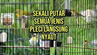 Download lagu JAGONYA BIKIN GACOR SEMUA JENIS PLECI🔥PANCINGAN PLECI GACOR‼️ mp3 Download lagu JAGONYA BIKIN GACOR SEMUA JENIS PLECI🔥PANCINGAN PLECI GACOR‼️ mp3