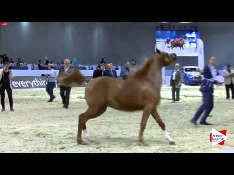 N.73 D YAMAMAH - Dubai 2016 - Fillies 2 years old (Class 3)