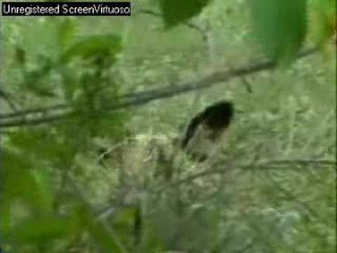 Wild Dogs - Djuma PM 11/03/07 - 2