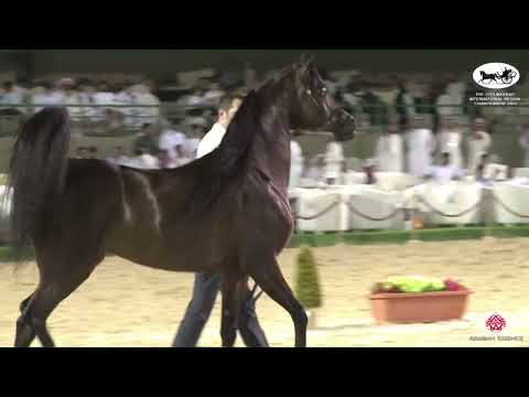 N 231 HATEM ATHBAH   The 13th Makkah International Region Championship   Stallions 4 6 Years Old Cla