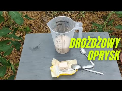 Oprysk pomidorów drożdżami - podwójna korzyść