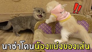 ENG SUB 2 Cats Fight Over Toy