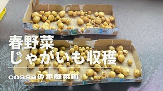 【家庭菜園】春じゃがいもを収穫したよ！