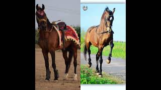 Download lagu Sindhi Horse Small History Video #Shorts mp3 Download lagu Sindhi Horse Small History Video #Shorts mp3