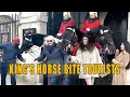 King S Horse Bite Tourists Funniest Moments Of The Year