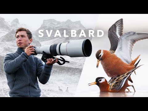 10 days of WILDLIFE PHOTOGRAPHY on SVALBARD