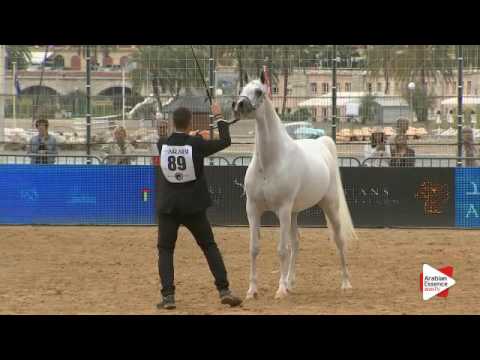 N.89 BLEUENN MILIN AVEL - Menton 2016 - Mares 7+ years old (Class 5)