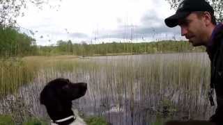 preview picture of video 'SVK Småland-Östergötland: Fågelhundsträning 19 maj 2014 vattenapportering nära Linköping'