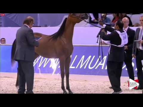 N.160 FAYYAD - Dubai 2016 - Yearling Colts (Class 9B)