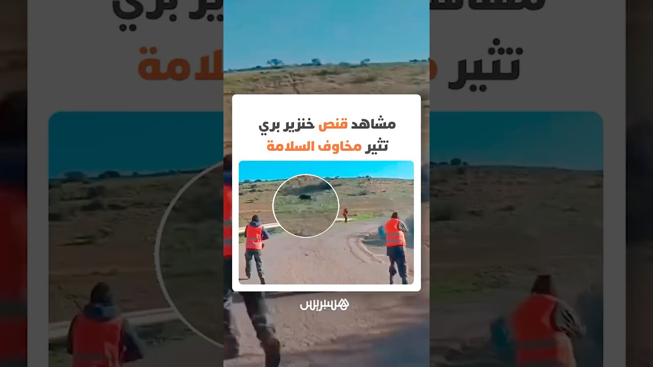 مشاهد متداولة على منصات التواصل لقنص خنزير بري تثير مخاوف السلامة thumbnail