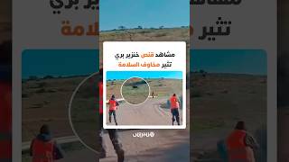 مشاهد متداولة على منصات التواصل لقنص خنزير بري تثير مخاوف السلامة thumbnail