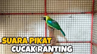 Download lagu SUARA PIKAT BURUNG CUCAK RANTING || TERBUKTI AMPUH BUAT PIKATAN mp3 Download lagu SUARA PIKAT BURUNG CUCAK RANTING || TERBUKTI AMPUH BUAT PIKATAN mp3