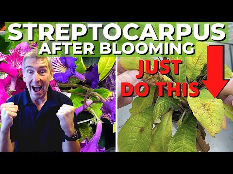 Rejuvenate Tired STREPTOCARPUS for More BLOOMS: Step by Step!