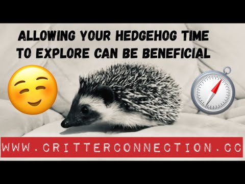 Explore mode | Making your Hedgehog Feel at Home