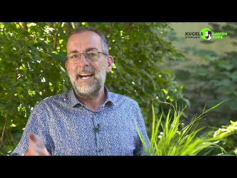 Hakonechloa macra: Staude des Jahres. Volker Kugels Gartentipps.