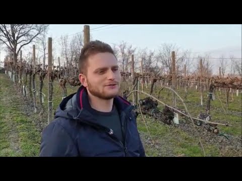 La video-parodia di Soldi sul prosecco: Matteo Del Puppo canta... nella vigna