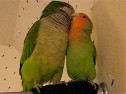 Cockatiel - Quaker Parrot - Or - Green Cheek Conure ? | Yahoo Answers