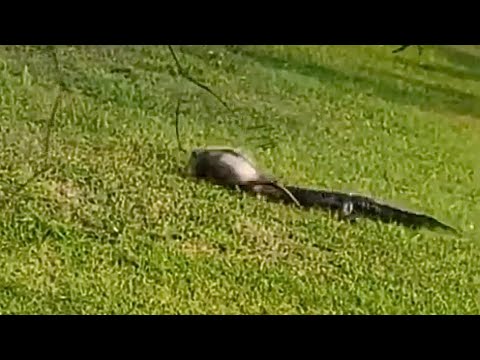 Juvenile Alligator chases down and attacks opossum. Drags it to its death.