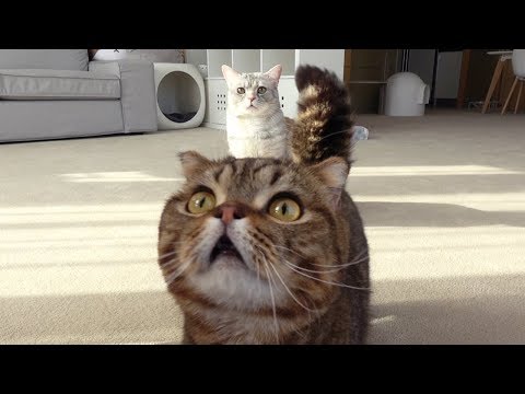 Do Cats Know Their Names? (ENG SUB)