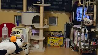 水曜どうでしょうを黙って見るうちの猫w