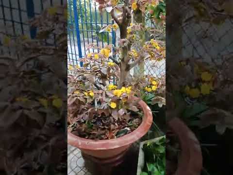 mai nở mùng 1 tết