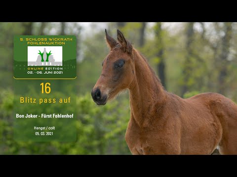 5. Schloss Wickrath Fohlenauktion Online Lot 16 Blitz pass auf Hengst v. Bon Joker-Fürst Fohlenhof