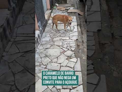 O caramelo de Barro Preto que não nega um convite para o açougue! 🤣🐶