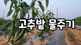 고추밭 가물어서 물주기 가뭄 끝