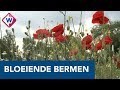 Prachtige bermen, maar genieten de bijen en insecten ook? - OMROEP WEST