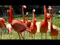 San Diego Zoo Animals In Action Tour