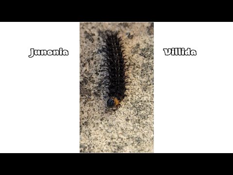 Junonia Villida Caterpillar 🐛 | (Meadow Argus) Butterfly 🦋 #caterpillar #butterfly #insects
