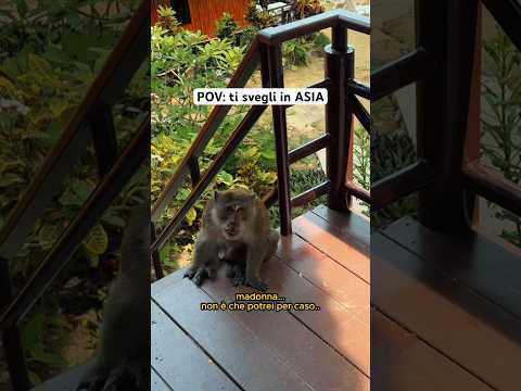 non mi piacciono i mammiferi ok??? per sapere come è finita🤣⬆️ #animali #asia #scimmia #massele