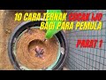 10 Ways To Successfully Breed Green Magpie Robins For Beginners Part 1