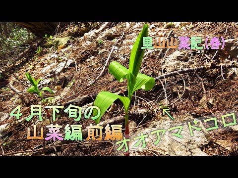 白いエンレイソウ