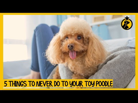 YouTube video about: Are miniature poodles good apartment dogs?