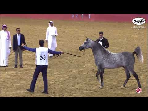 N 249 NAWAF AL SRAIYA   Qatar Nationals for Individual Owners 2022   Stallions 4 6 Years Old Class 1