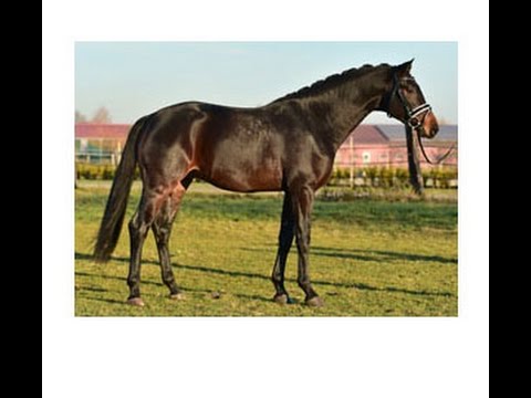 Weidenhof-Verkaufspferd: DON ROBERTO *2014, Hengst v.Don Index-St.Moritz, Hannoveraner