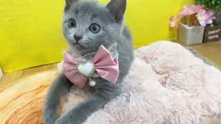 ロシアンブルーの動画01
