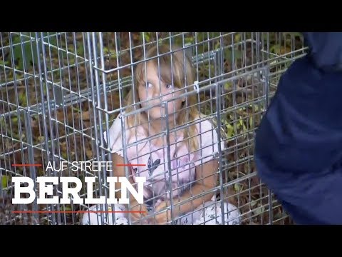 Rüben sind schädlich, ob bei Diabetes Insulin, dass die Einnahme wird