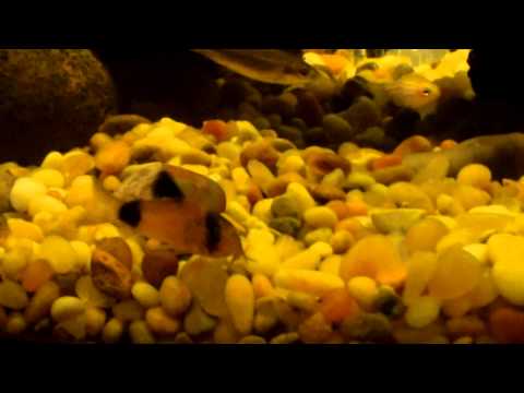 Gordon Ramsay Dickface