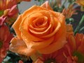 The Rose ~ Bette Midler 
